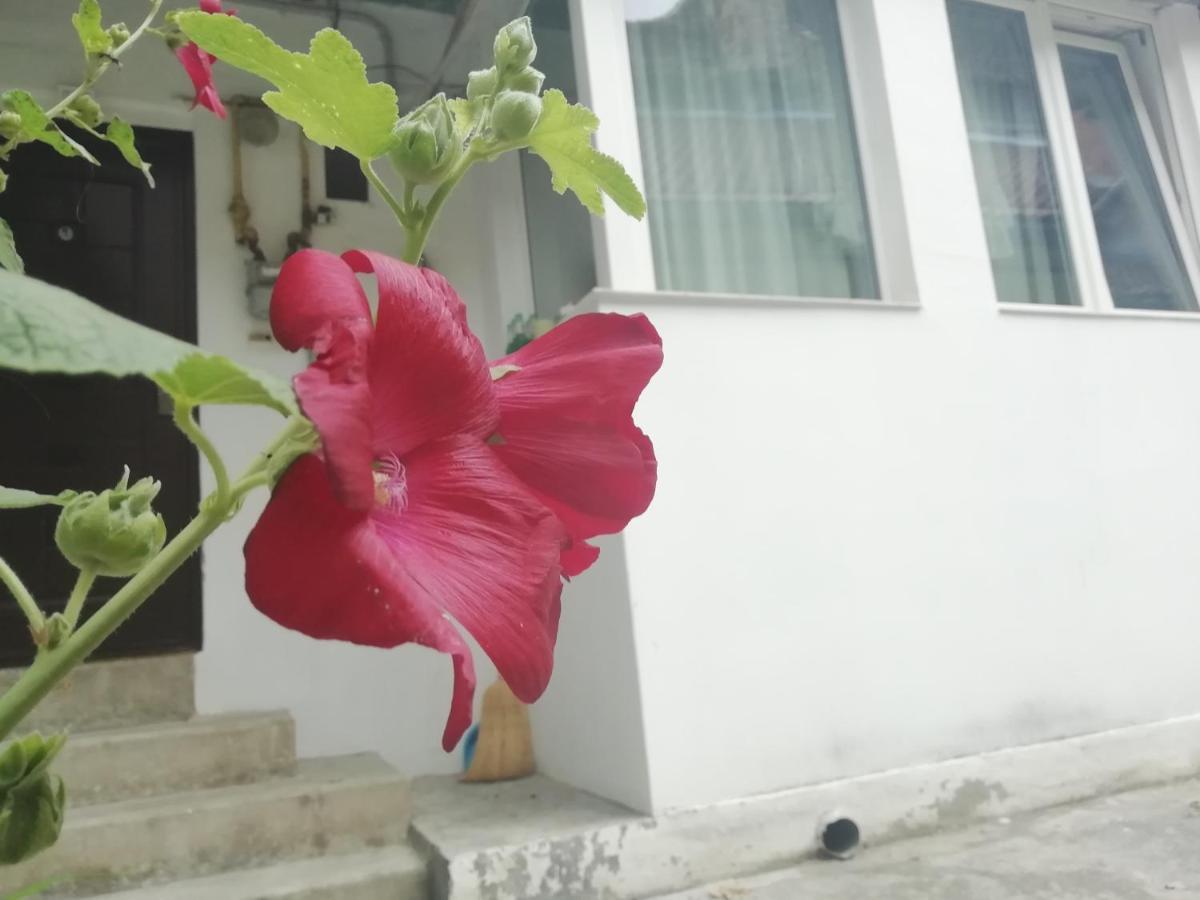 Studio Moliere Apartment บราชอฟ ภายนอก รูปภาพ